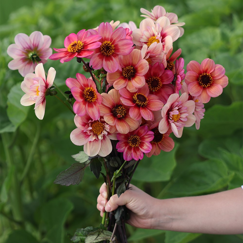 Must have dahlia collection