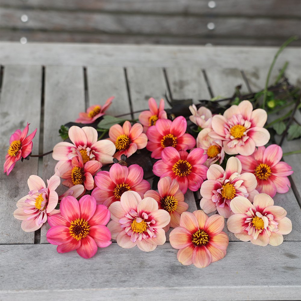 Must have dahlia collection