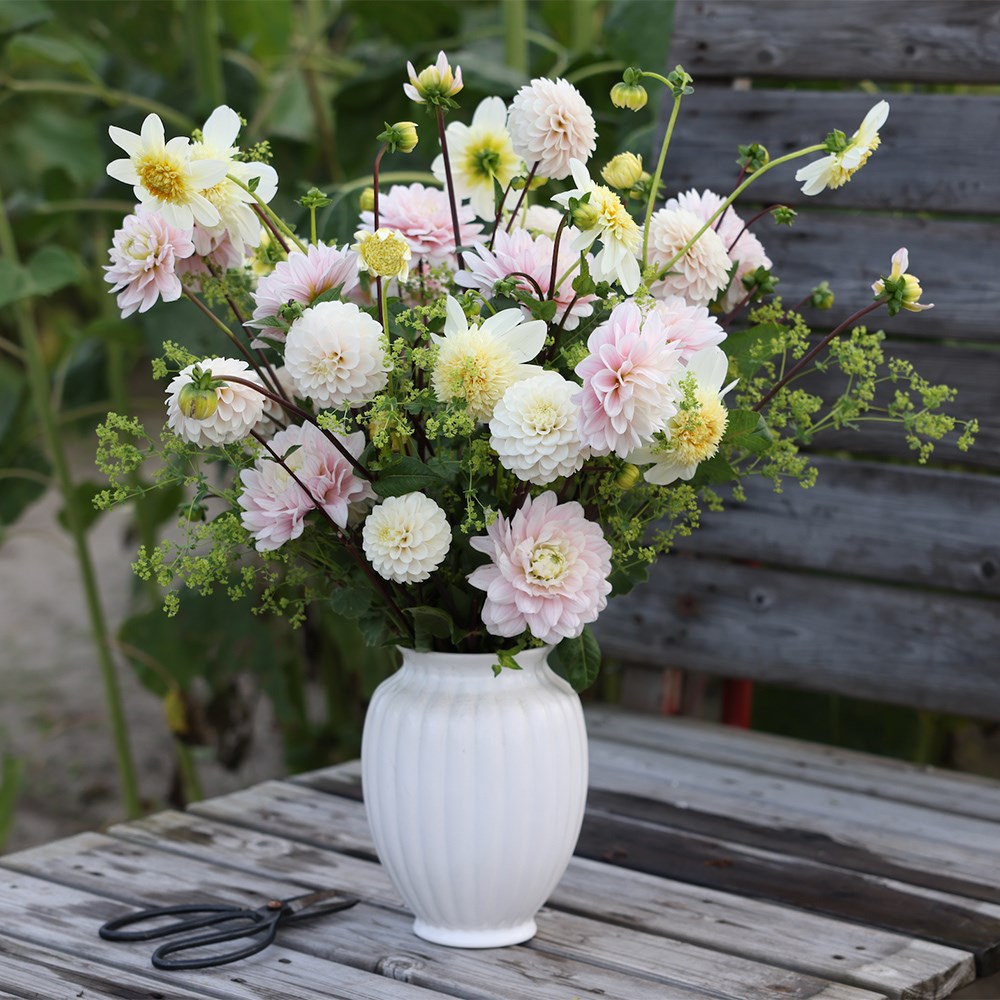 Soft light dahlia collection