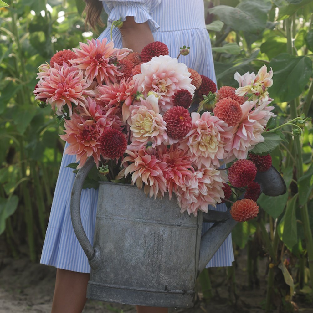 Sugar plum fairy dahlia collection