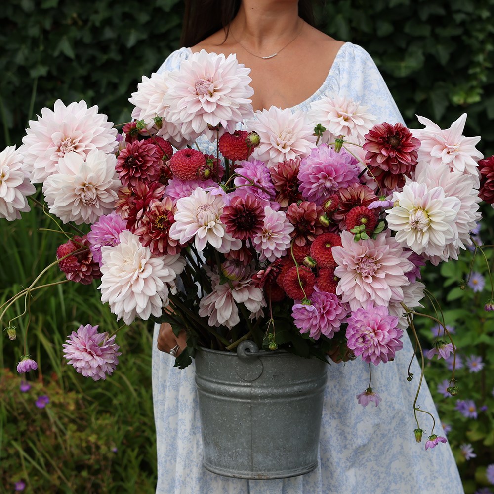 Indian silks dahlia collection
