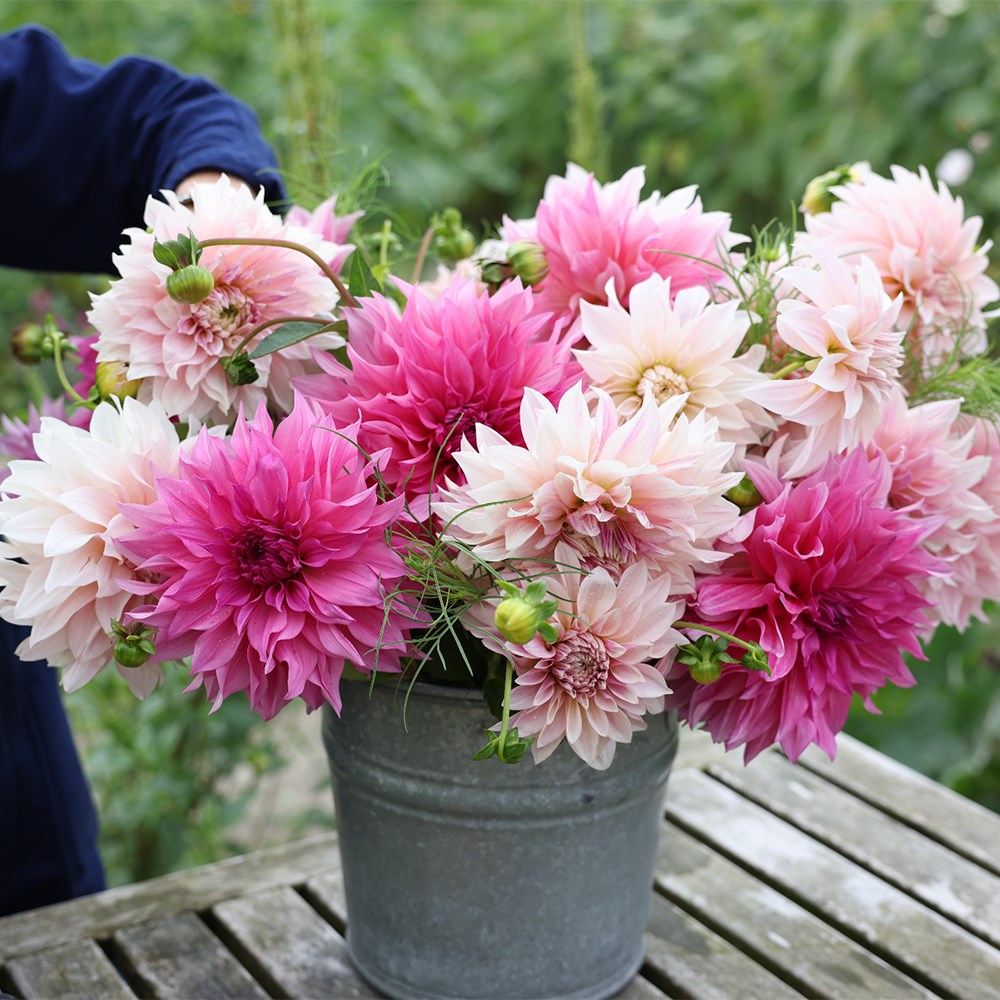Café au lait dahlia collection
