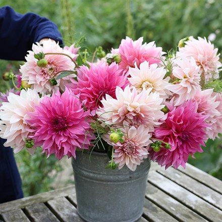 Café au lait dahlia collection