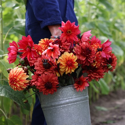 Indian summer dahlia collection