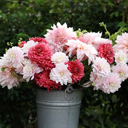 Age of innocence dahlia collection