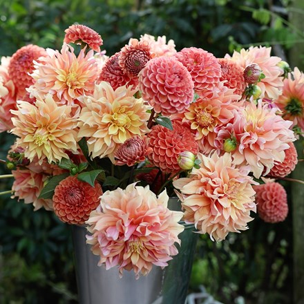 St Clements dahlia collection