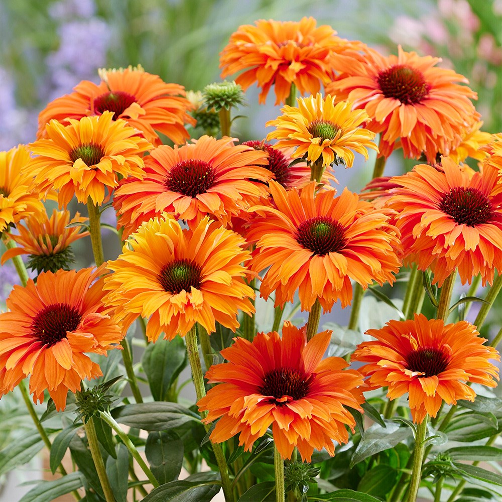 <i>Echinacea</i> <b class=small-caps>SunSeekers Mineola </B> ('Ifecssmin') (SunSeekers Series)