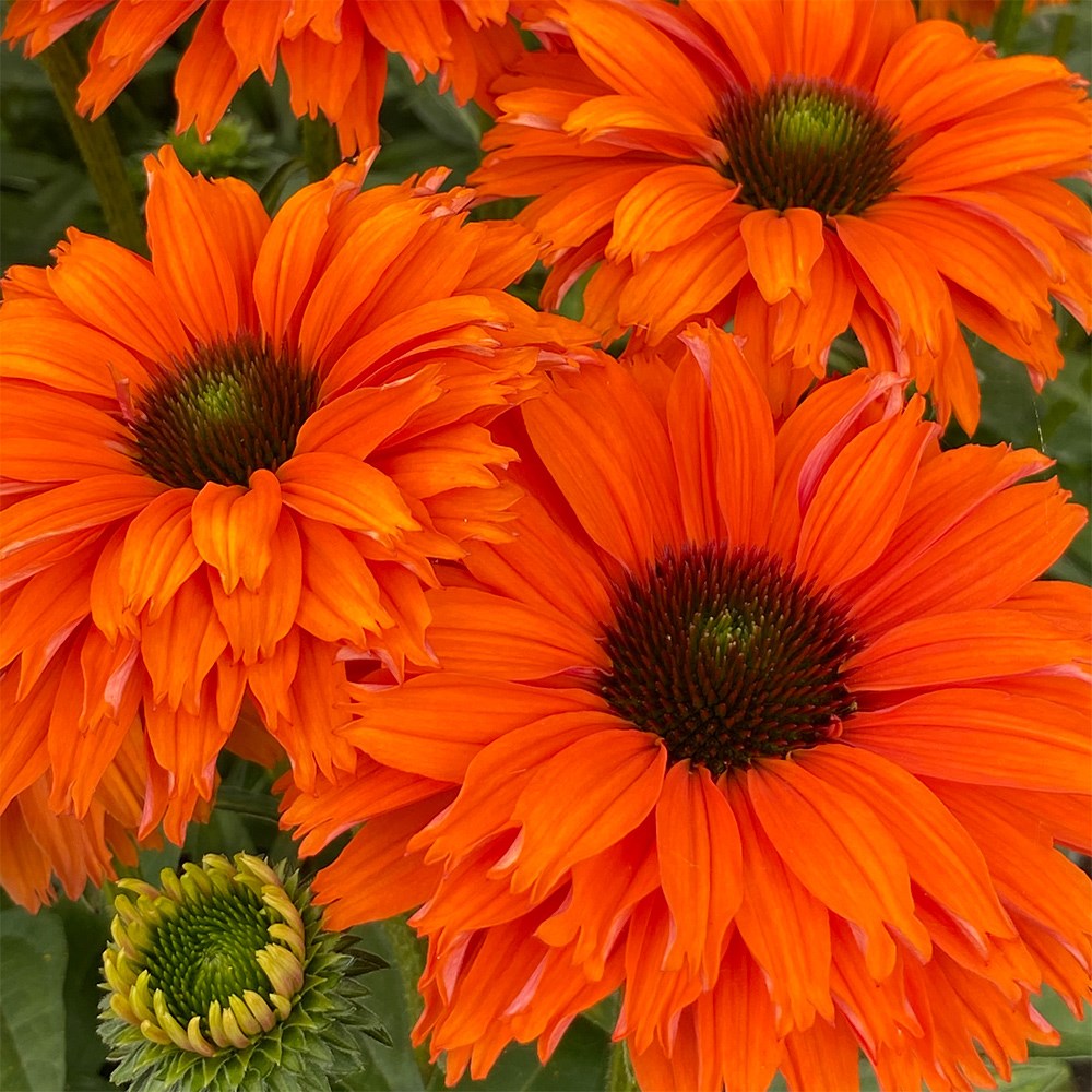 <i>Echinacea</i> <b class=small-caps>SunSeekers Mineola </B> ('Ifecssmin') (SunSeekers Series)