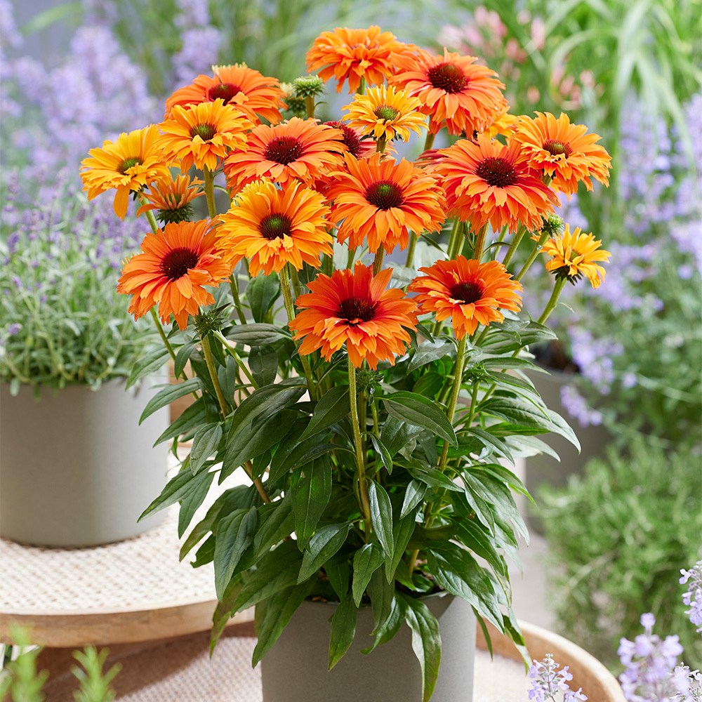 <i>Echinacea</i> <b class=small-caps>SunSeekers Mineola </B> ('Ifecssmin') (SunSeekers Series)