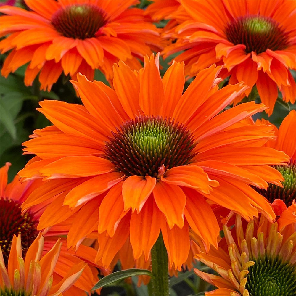 <i>Echinacea</i> <b class=small-caps>SunSeekers Mineola </B> ('Ifecssmin') (SunSeekers Series)