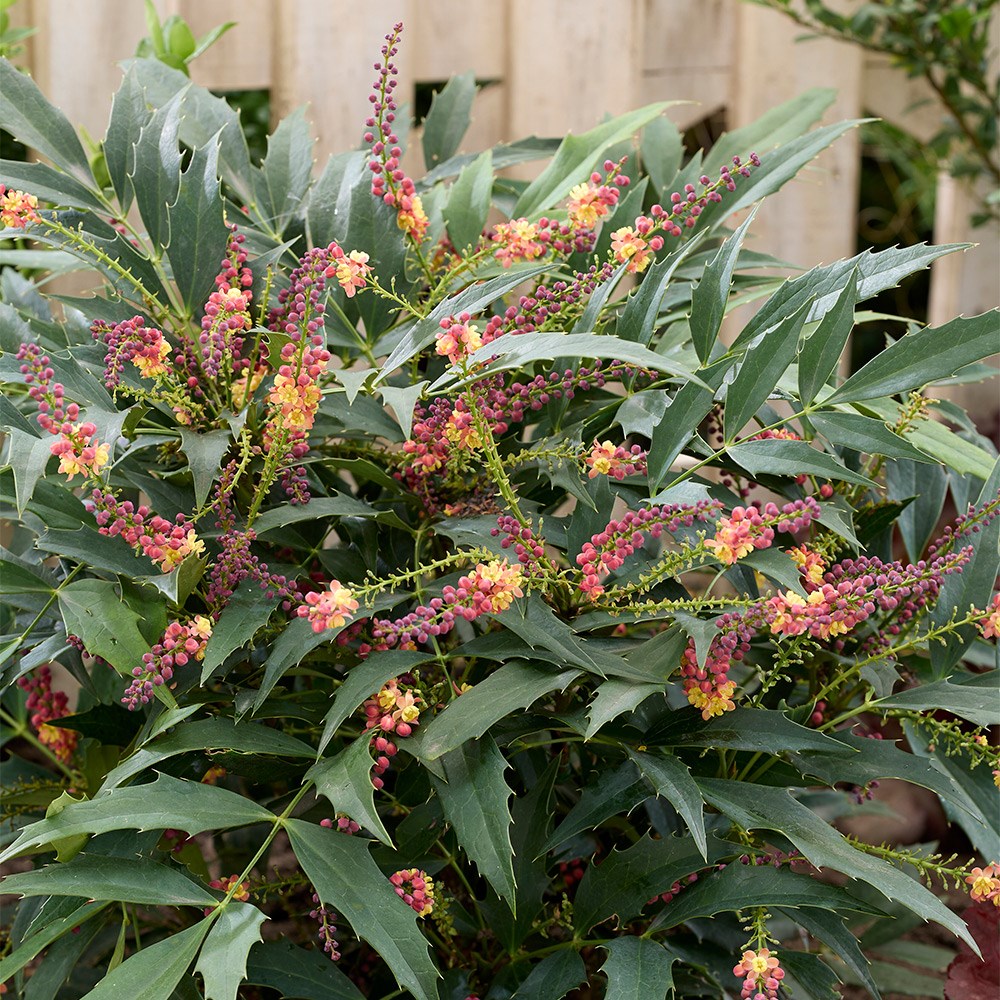 <i>Mahonia</i> <b class=small-caps>Jungle Whisper</b>®  ('BBM9')
