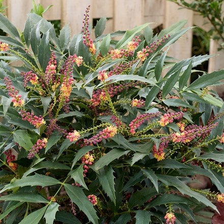Mahonia Jungle Whisper ®  ('BBM9')