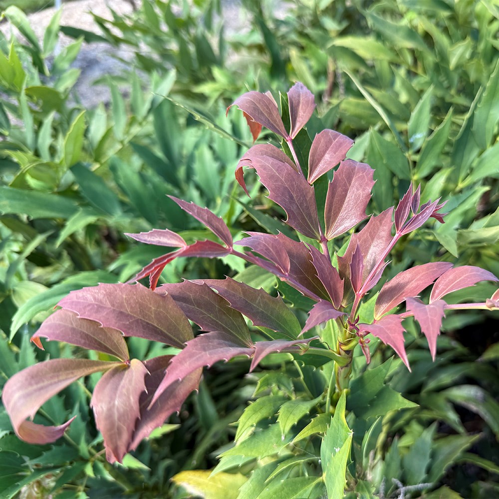 <i>Mahonia</i> <b class=small-caps>Jungle Whisper</b>®  ('BBM9')