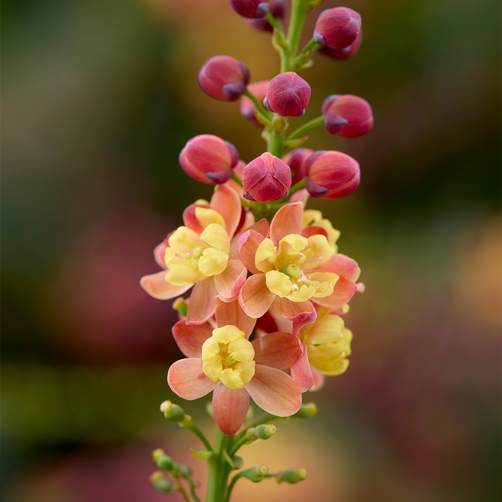<i>Mahonia</i> <b class=small-caps>Jungle Whisper</b>®  ('BBM9')