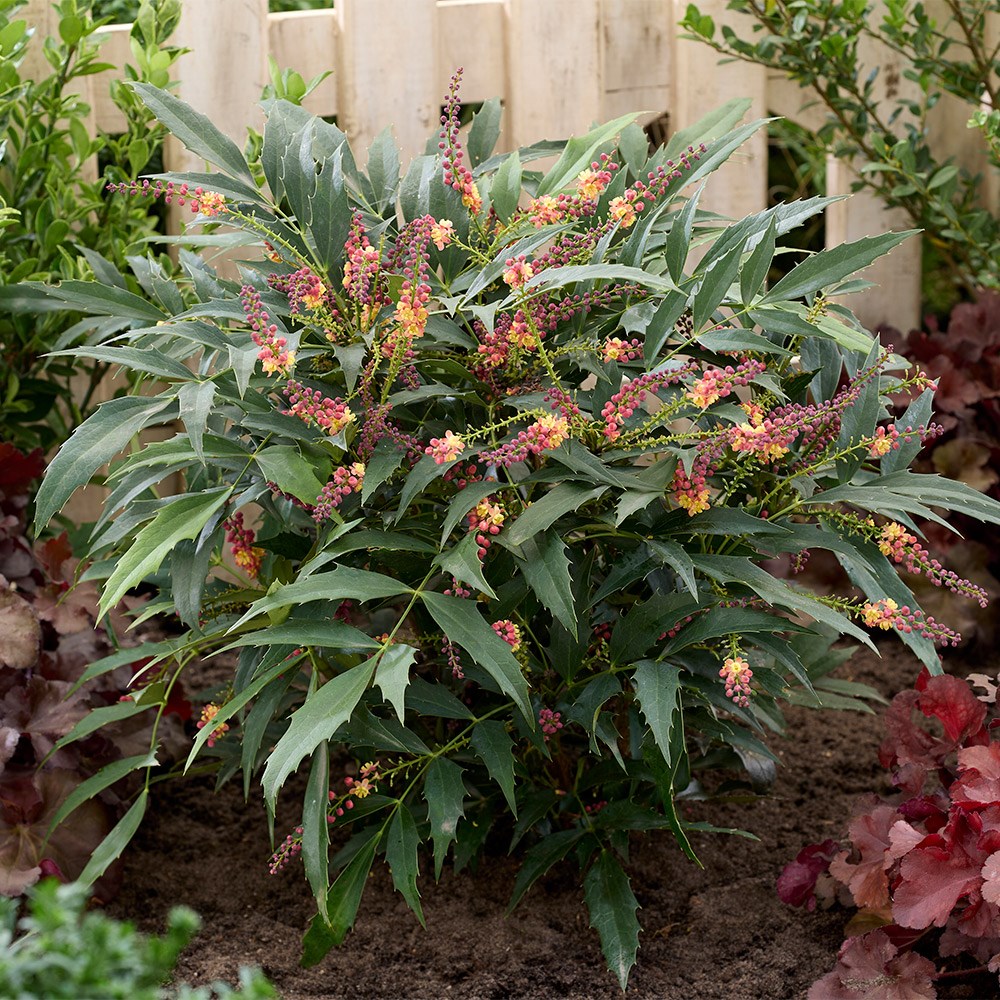 <i>Mahonia</i> <b class=small-caps>Jungle Whisper</b>®  ('BBM9')