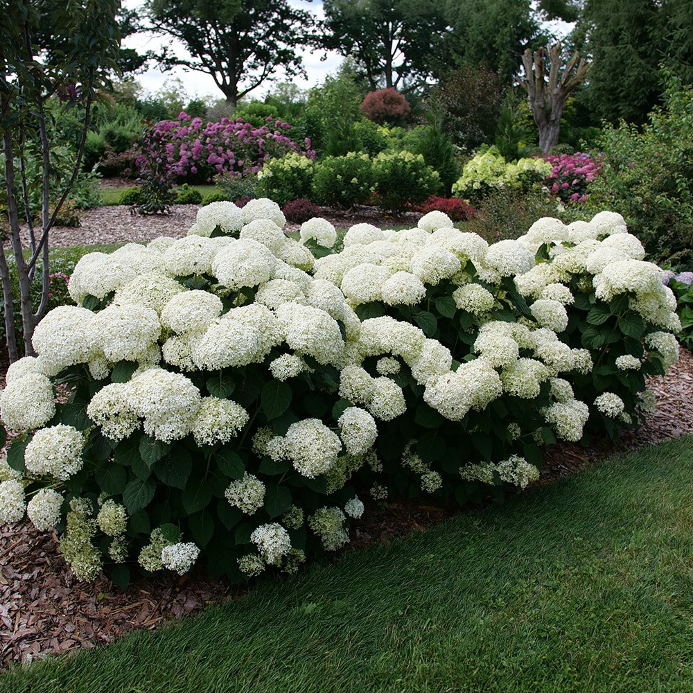 <i>Hydrangea arborescens</i> Incrediball® 'Stormproof'®