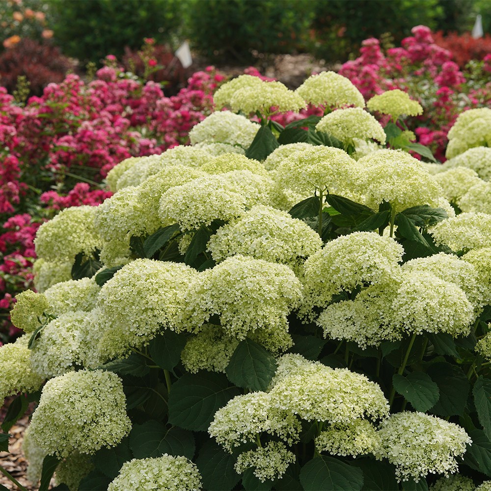 <i>Hydrangea arborescens</i> Incrediball® 'Stormproof'®