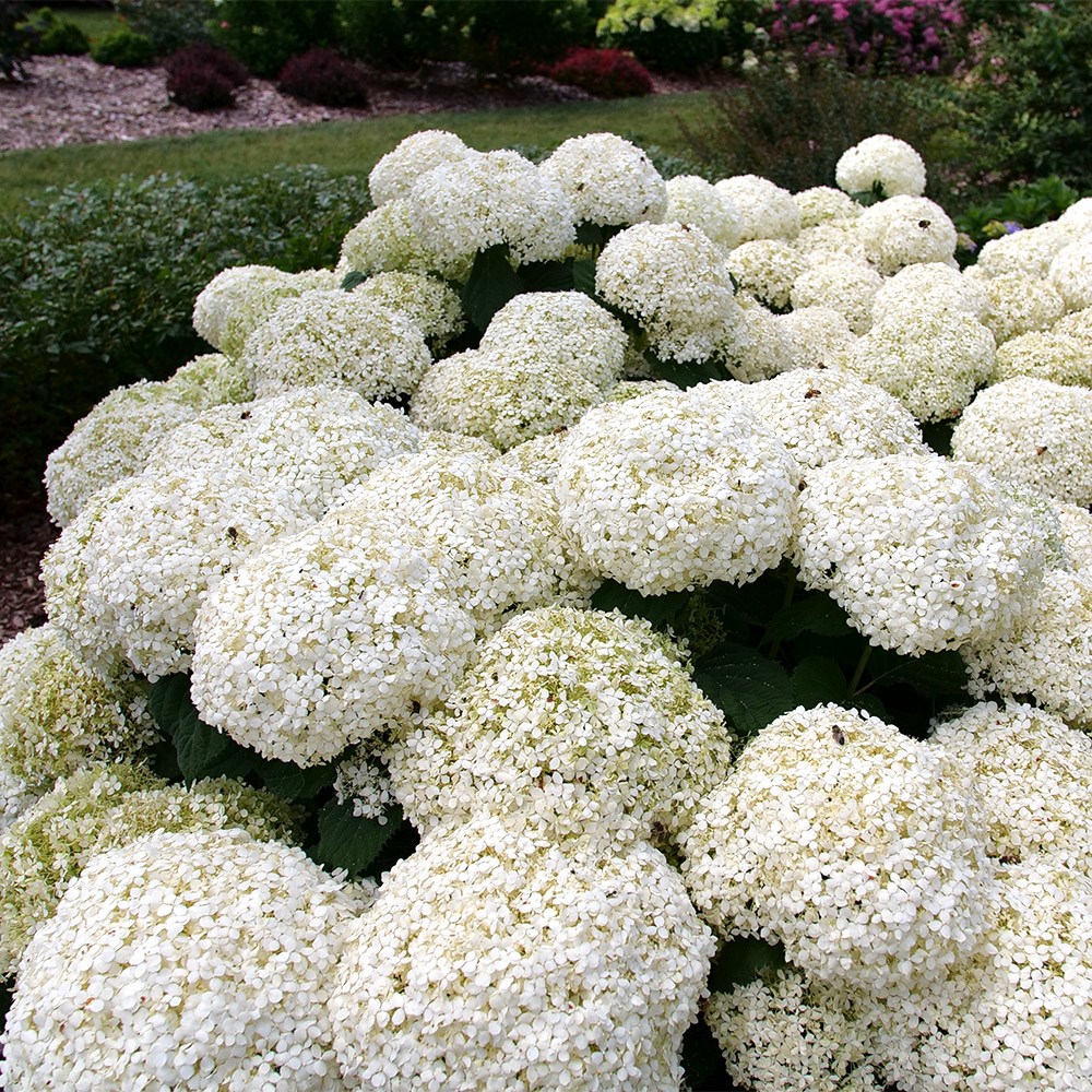 <i>Hydrangea arborescens</i> Incrediball® 'Stormproof'®