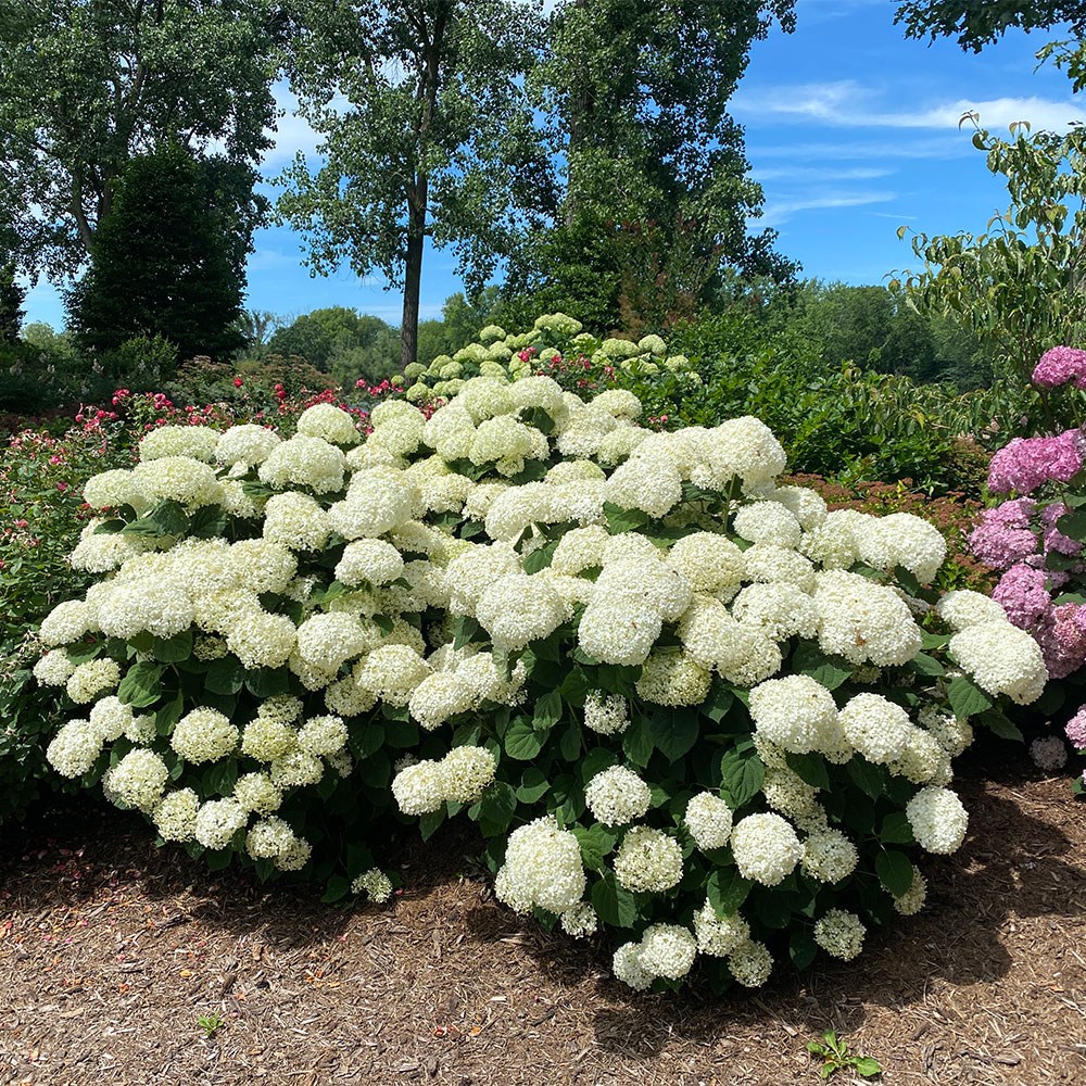 <i>Hydrangea arborescens</i> Incrediball® 'Stormproof'®