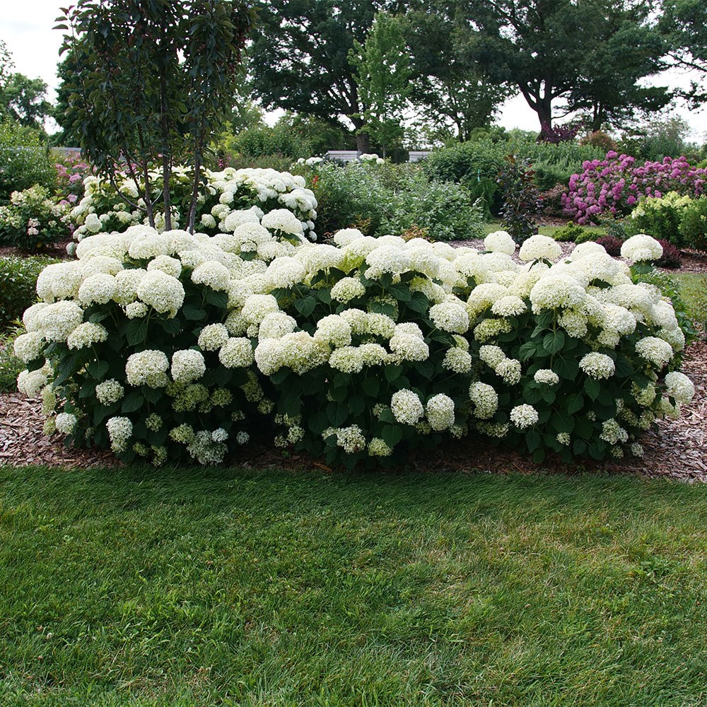 <i>Hydrangea arborescens</i> Incrediball® 'Stormproof'®