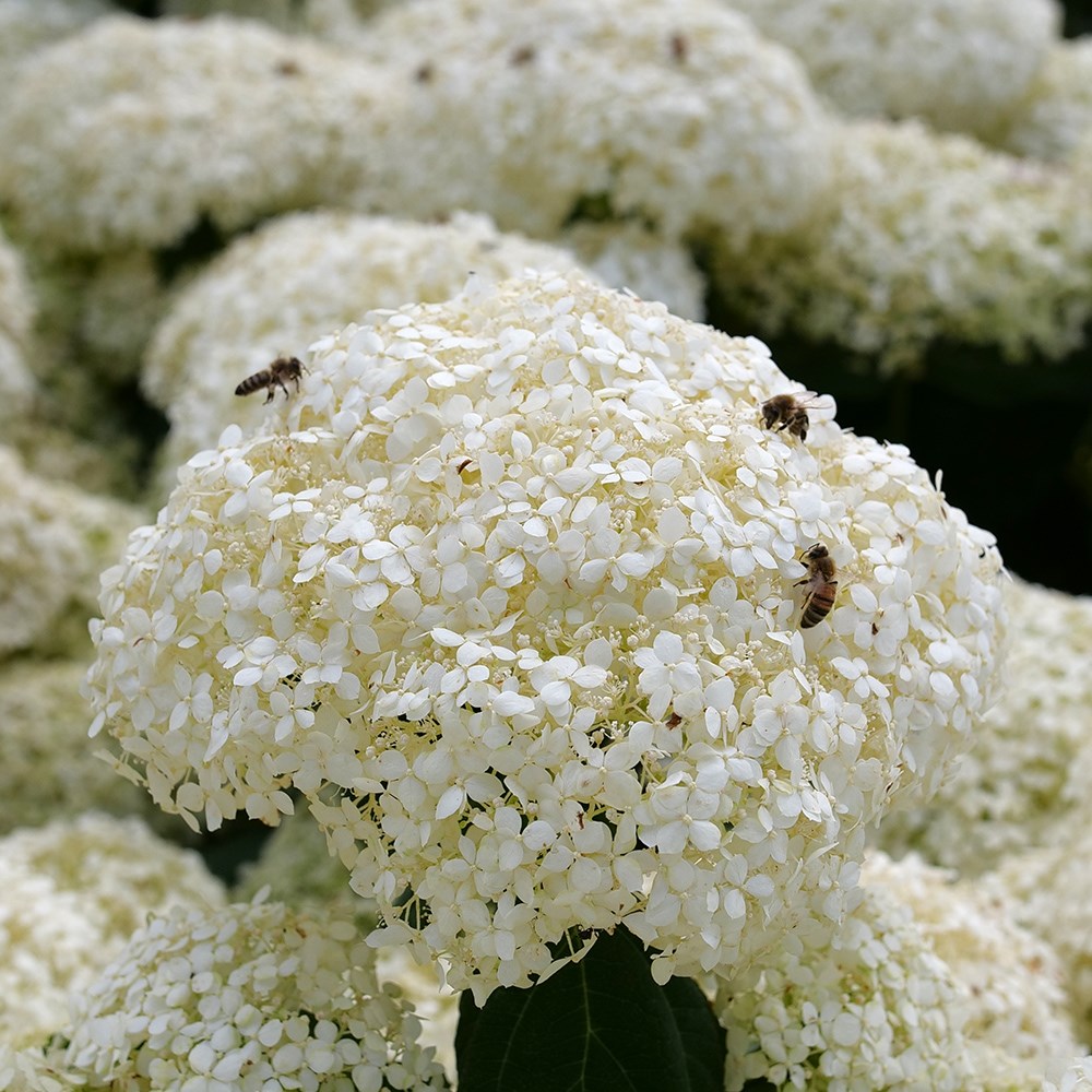 <i>Hydrangea arborescens</i> Incrediball® 'Stormproof'®
