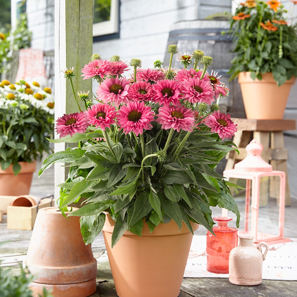 <i>Echinacea</i> <b class=small-caps>Bolero Rose</B> ('Abech915')