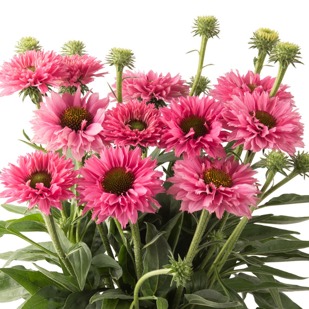 <i>Echinacea</i> <b class=small-caps>Bolero Rose</B> ('Abech915')