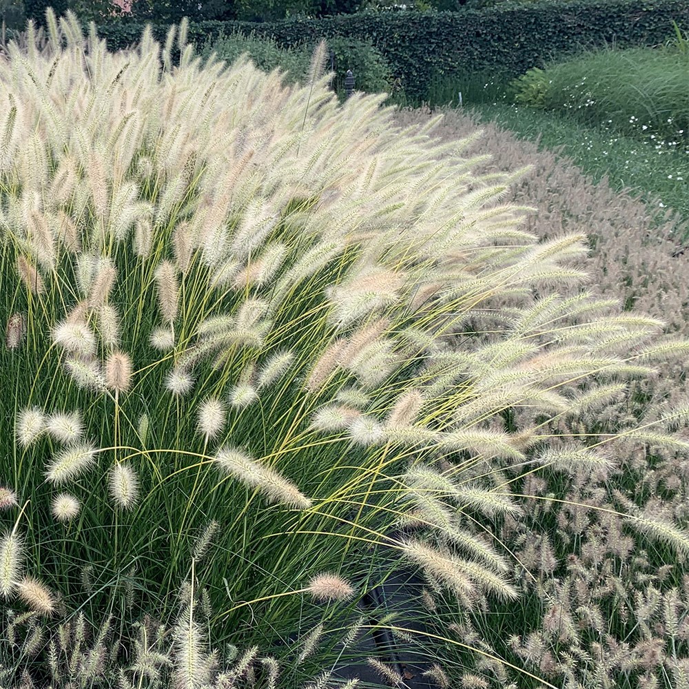 <i>Pennisetum alopecuroides</i> Neon Lights</b> ('Jojo100')