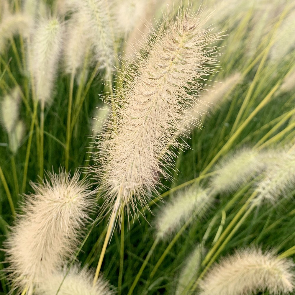 <i>Pennisetum alopecuroides</i> Neon Lights</b> ('Jojo100')