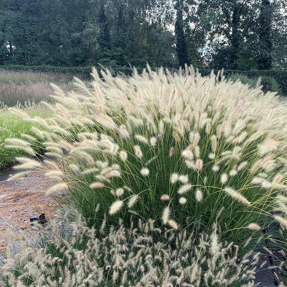 <i>Pennisetum alopecuroides</i> Neon Lights</b> ('Jojo100')