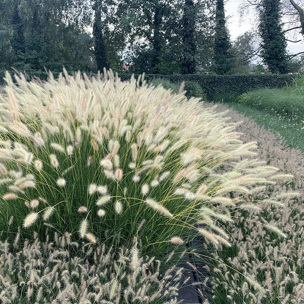 <i>Pennisetum alopecuroides</i> Neon Lights</b> ('Jojo100')