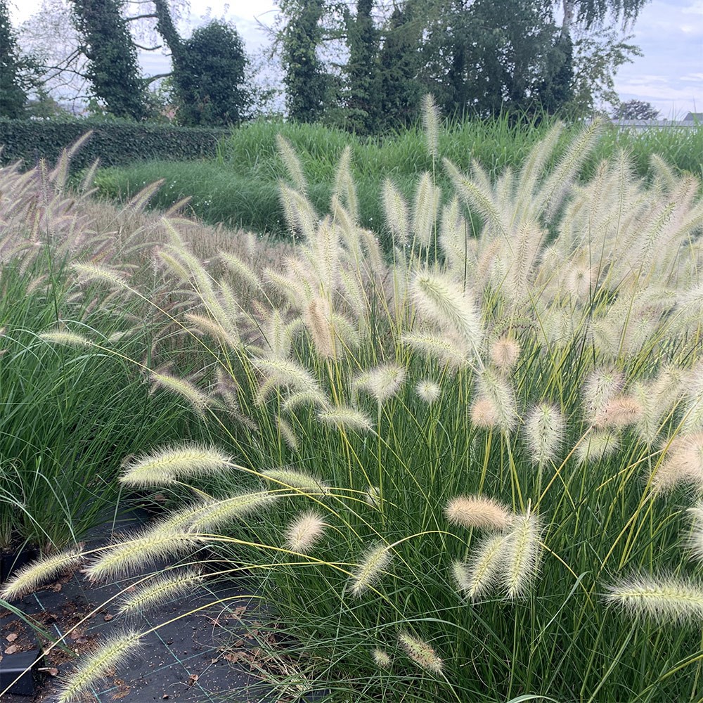<i>Pennisetum alopecuroides</i> Neon Lights</b> ('Jojo100')