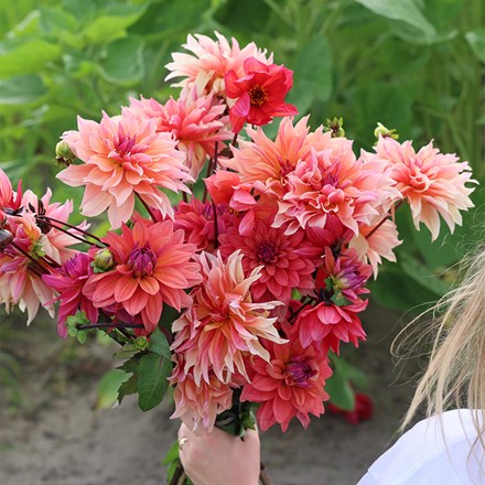 Award-winning picking dahlia collection