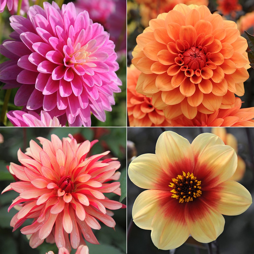 <i>Colour Pops</i> 'dahlia collection'