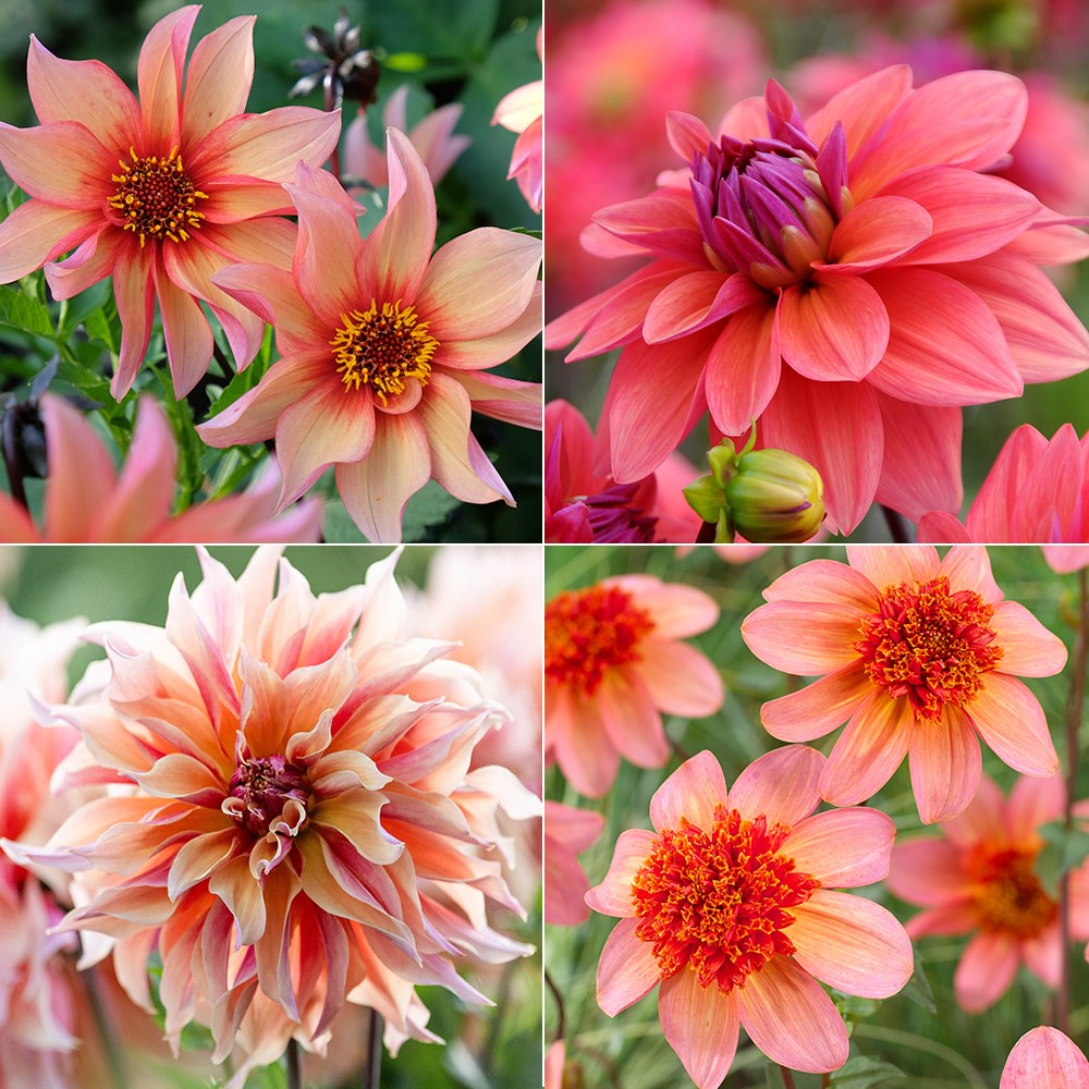 <i>AGM peach salad</i> 'dahlia collection'