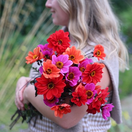 Best bright dahlia collection