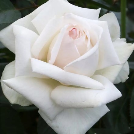 Rose Anggun ('Meibokir')