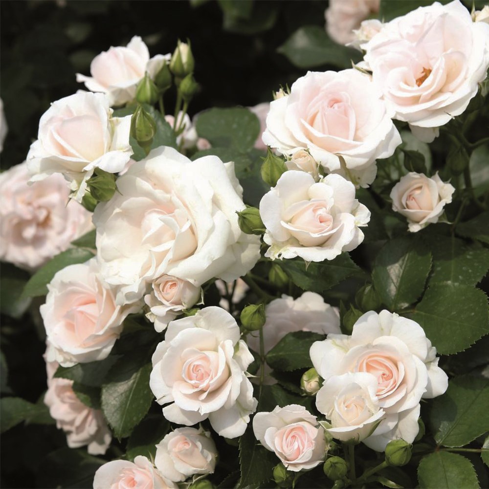 <i>Rosa</i> <b class=small-caps>Special Child</b> ('Taniripsa') | Bush Rose