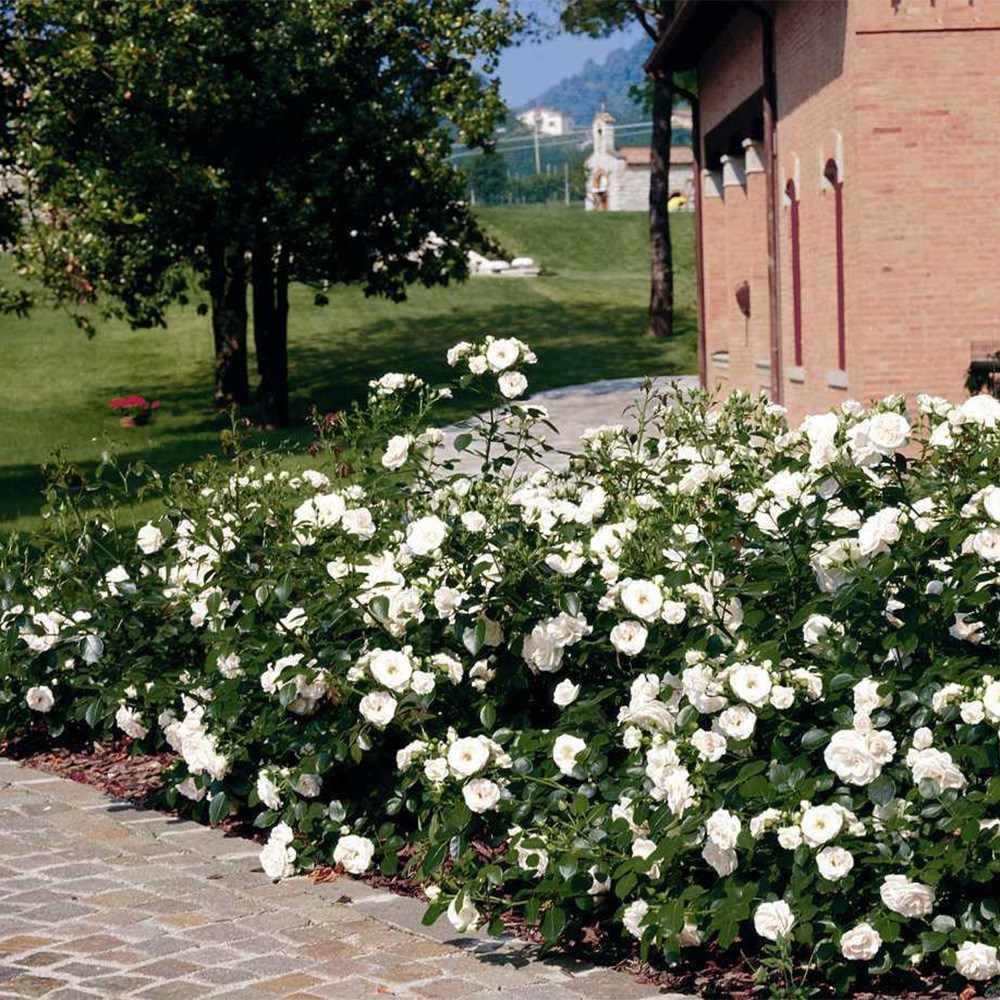 <i>Rosa</i> <b class=small-caps>Special Child</b> ('Taniripsa') | Bush Rose