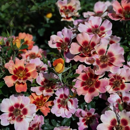 Rosa Flame Babylon Eyes ('Ipb027710') (S)