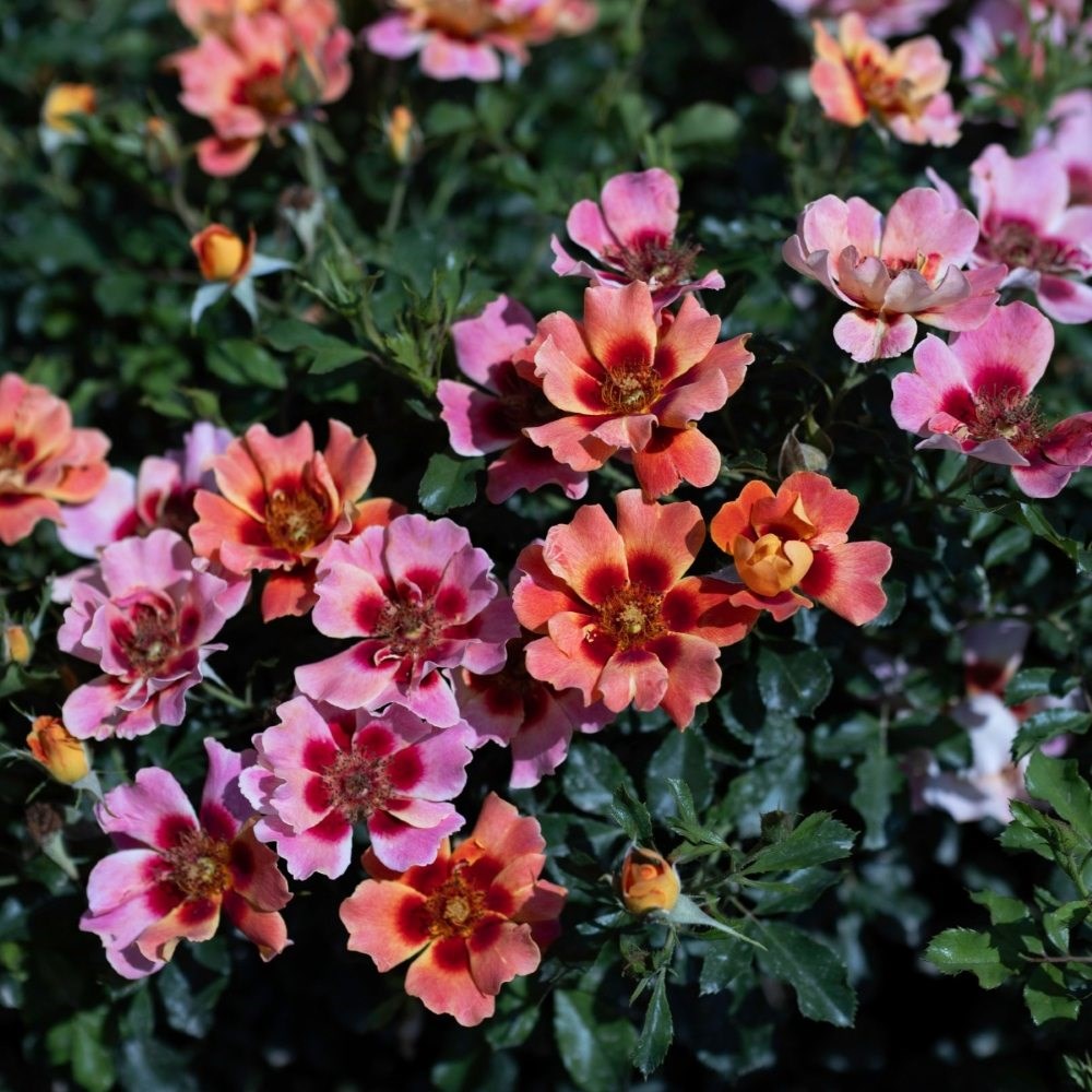 <i>Rosa</i> <b class=small-caps>Flame Babylon Eyes</b> ('Ipb027710') | Shrub Rose