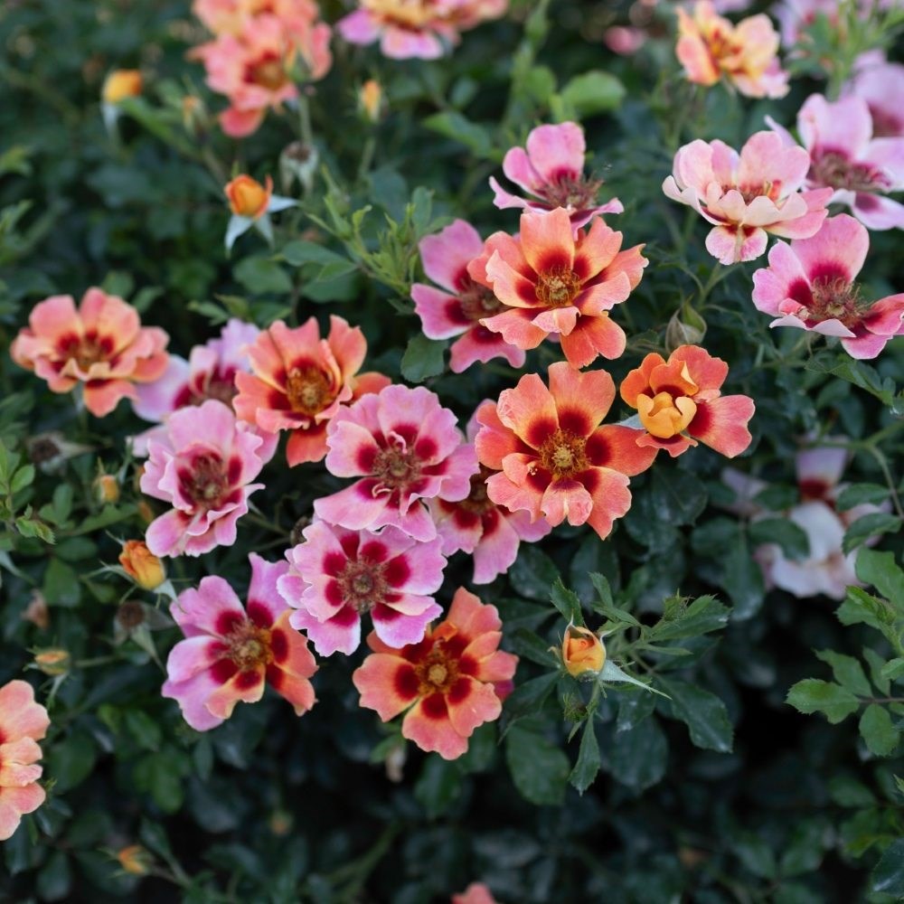 <i>Rosa</i> <b class=small-caps>Flame Babylon Eyes</b> ('Ipb027710') | Shrub Rose