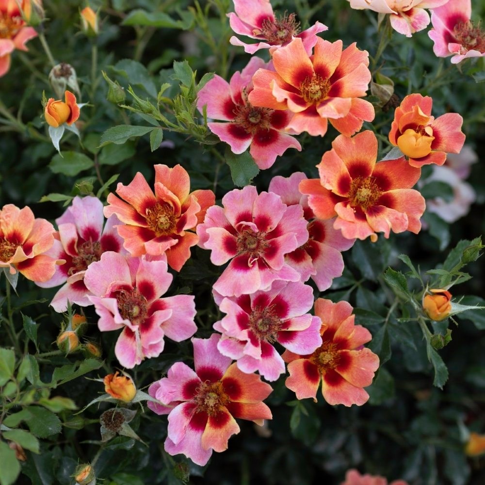 <i>Rosa</i> <b class=small-caps>Flame Babylon Eyes</b> ('Ipb027710') | Shrub Rose