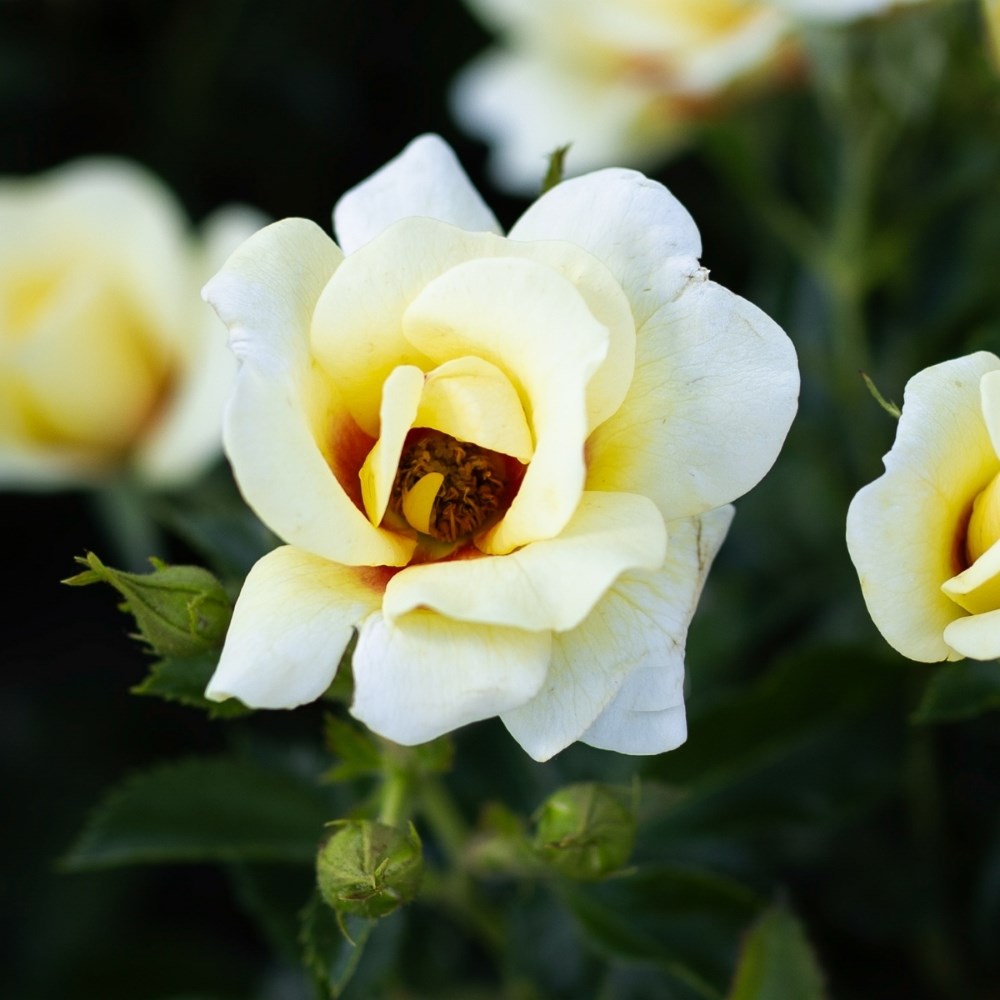 <i>Rosa</i> <b class=small-caps>Glorious Babylon Eyes</b> ('Intereybabolg') (Baby | Shrub Rose