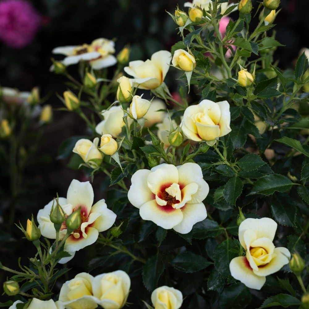 <i>Rosa</i> <b class=small-caps>Glorious Babylon Eyes</b> ('Intereybabolg') (Baby | Shrub Rose