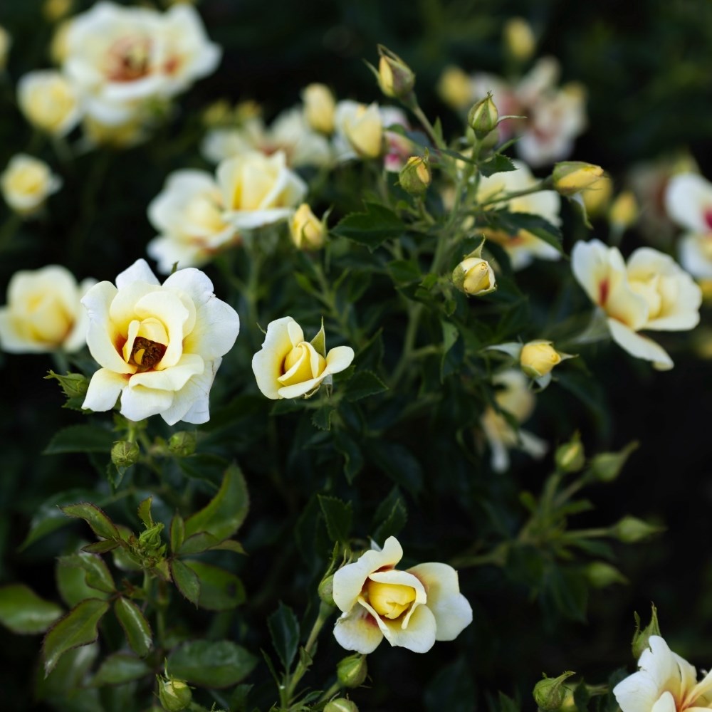 <i>Rosa</i> <b class=small-caps>Glorious Babylon Eyes</b> ('Intereybabolg') (Baby | Shrub Rose
