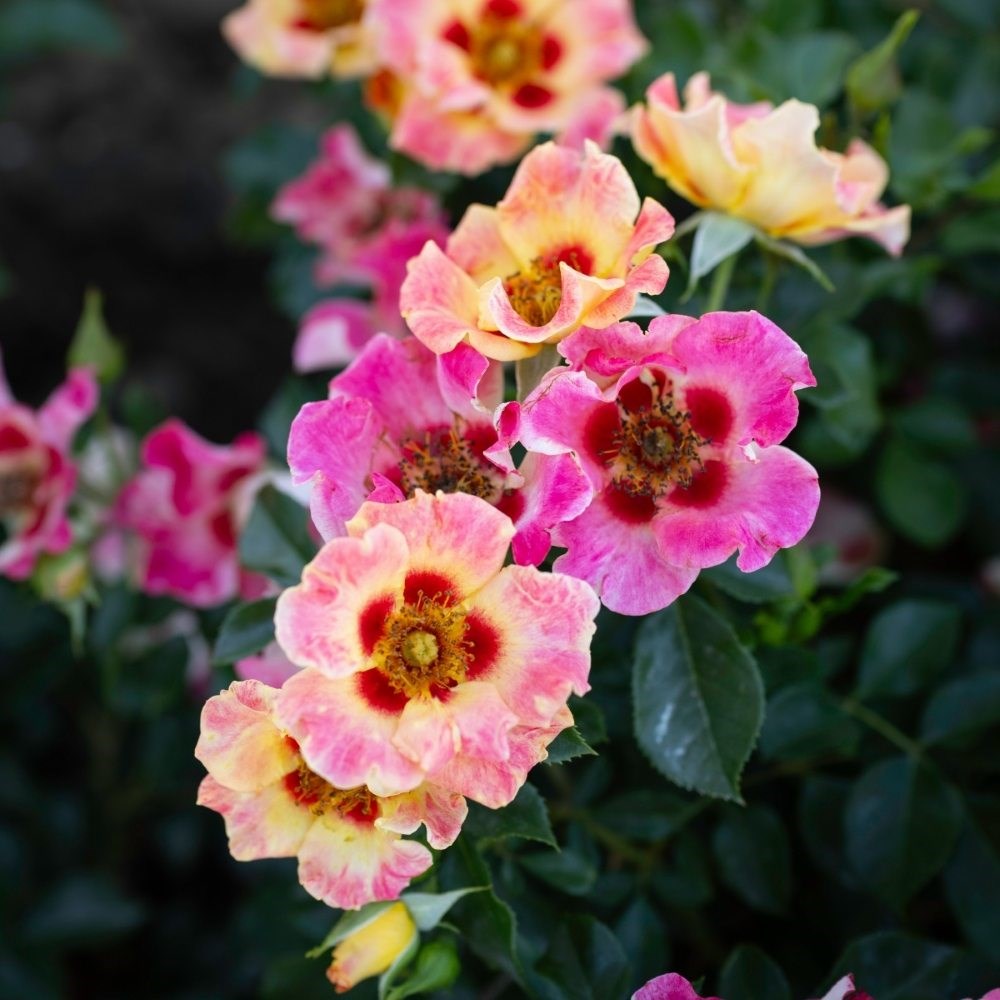 <i>Rosa</i> <b class=small-caps>Sunshine Babylon Eyes</b> ('Intereybabnus') | Shrub Rose