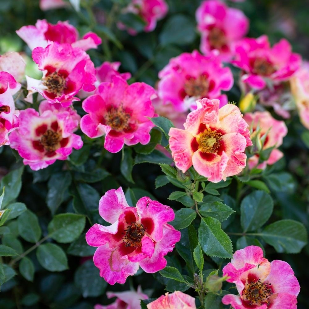 <i>Rosa</i> <b class=small-caps>Sunshine Babylon Eyes</b> ('Intereybabnus') | Shrub Rose