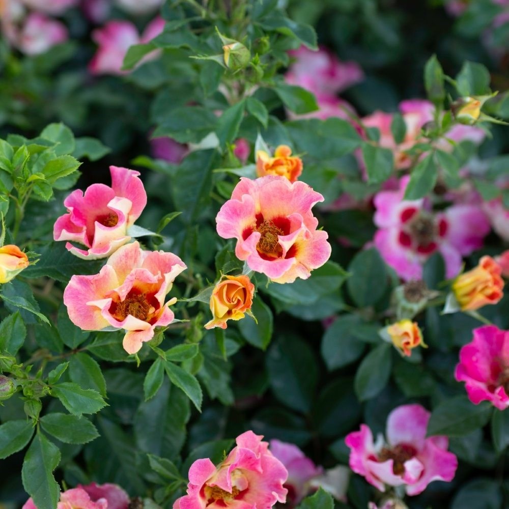 <i>Rosa</i> <b class=small-caps>Sunshine Babylon Eyes</b> ('Intereybabnus') | Shrub Rose