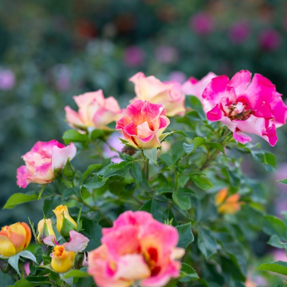 <i>Rosa</i> <b class=small-caps>Sunshine Babylon Eyes</b> ('Intereybabnus') | Shrub Rose